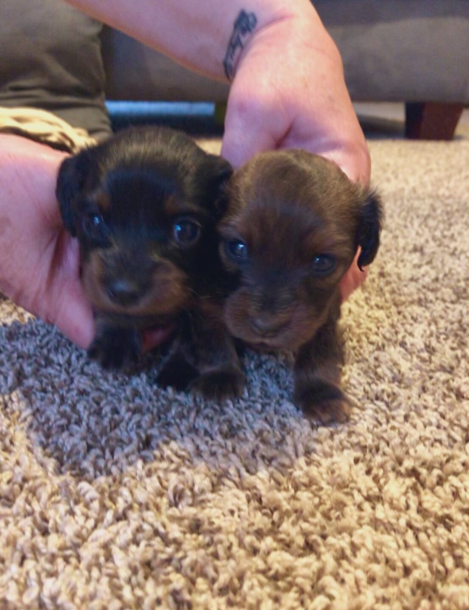 emmamaeclausen's tweet photo. These two girlies are looking for their forever homes. Born 5/19. Long haired miniature dachshunds. Let me know if you are interested ☺️💕🐶 https://t.co/2U8NHmUvbT