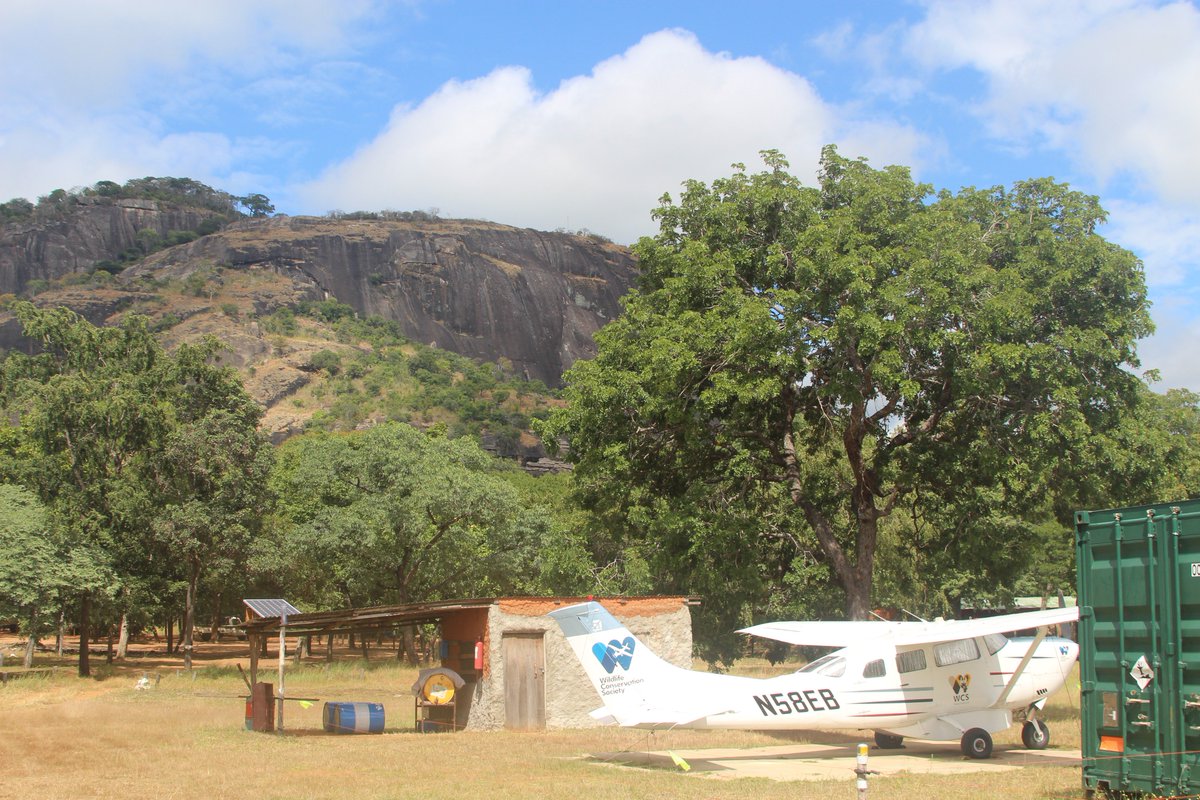 WCSNewsroom's tweet image. BREAKING: Incredible success in Mozambique: Zero cases of elephant poaching in the last year! Enforcement works! @USAIDMozambique @USFWS @UNDP @TheGEF @AFD_France @CITES @WildcatFndt @ElephantCrisis @dicapriofdn