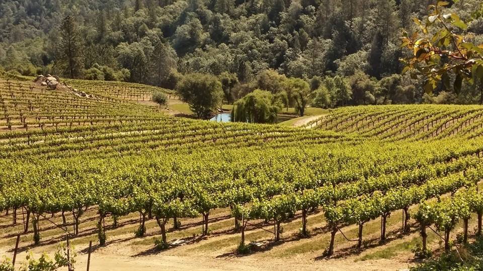 Located in Sierra Foothills, Gold Hill Vineyard produces award winning wines &amp; will be at Placerville Brewfest on Saturday! 🍷🍷🍷

Come take in the sights at Historic Downtown Placerville. ->>> placervillebrewfest.com