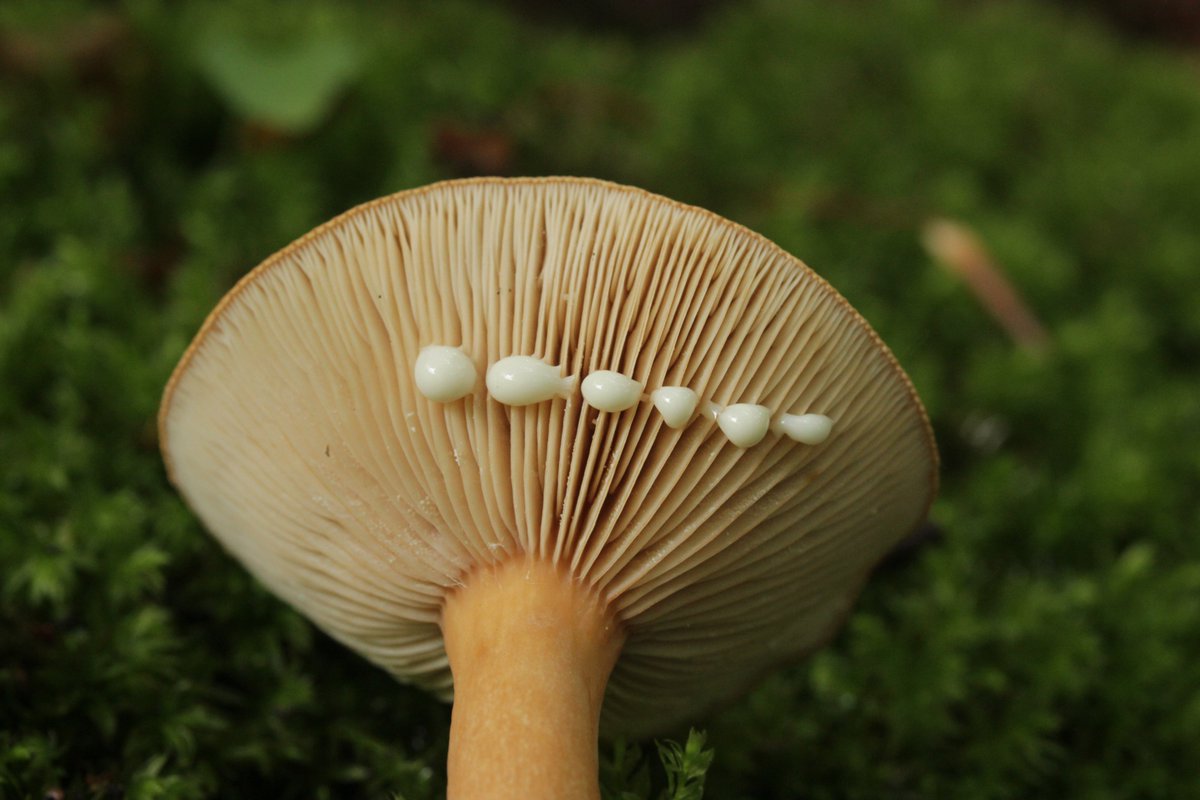 RPilze's tweet photo. Lactarius subdulcis
#Lactariussubdulcis #Lactarius #Milchling #SüßlicherBuchenMilchling #SüßlicherMilchling #mildmilkcap #beechmilkcap #lactairedouceâtre #mushroom #mushrooms #fungus #fungi #pilz #pilze #champignons #champignon #nature #natur https://t.co/JTMGXcMjrx