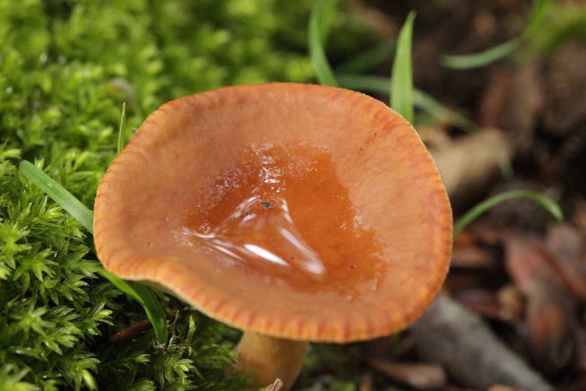 RPilze's tweet photo. Lactarius subdulcis
#Lactariussubdulcis #Lactarius #Milchling #SüßlicherBuchenMilchling #SüßlicherMilchling #mildmilkcap #beechmilkcap #lactairedouceâtre #mushroom #mushrooms #fungus #fungi #pilz #pilze #champignons #champignon #nature #natur https://t.co/JTMGXcMjrx