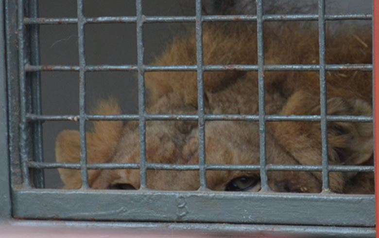 adda26_07's tweet photo. #Elyo, enfin libéré !
https://t.co/74MSD4PgcW
Merci @onevoiceanimal
Pr ts ls autres qui attendent au fond de leur camion-remorque sordide, derrière les barreaux de leur cage, que l'état français les libèrent, continuons d'interpeller les autorités !
@FdeRugy #CirquesSansAnimaux https://t.co/NqXD1qVLyM
