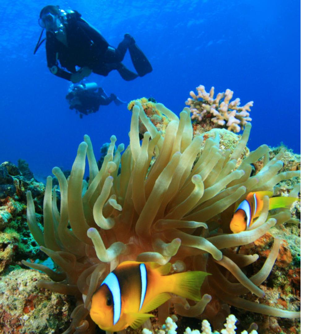 ReefLife911's tweet photo. World Oceans Day: Celebrating Women Warriors of the Sea🐠🌊: https://t.co/Bt1z4BPjAj
#WomeninSTEM #GLISPA @PADI #ReefLifeBlue #BlueOcean #science https://t.co/CAhqAPYgf4