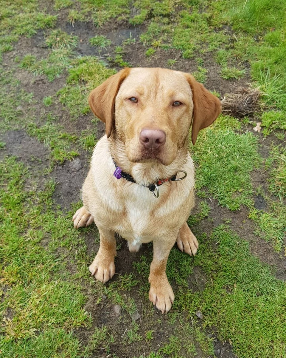 Overtonebrewing's tweet image. Say hello to the newest member of the Overtone team.  Alfie, a 11 month old Lab.
*
#brewerydog #teamdog #overtonebrewing #doggydayout #craftbeer #craftbeerbrewery