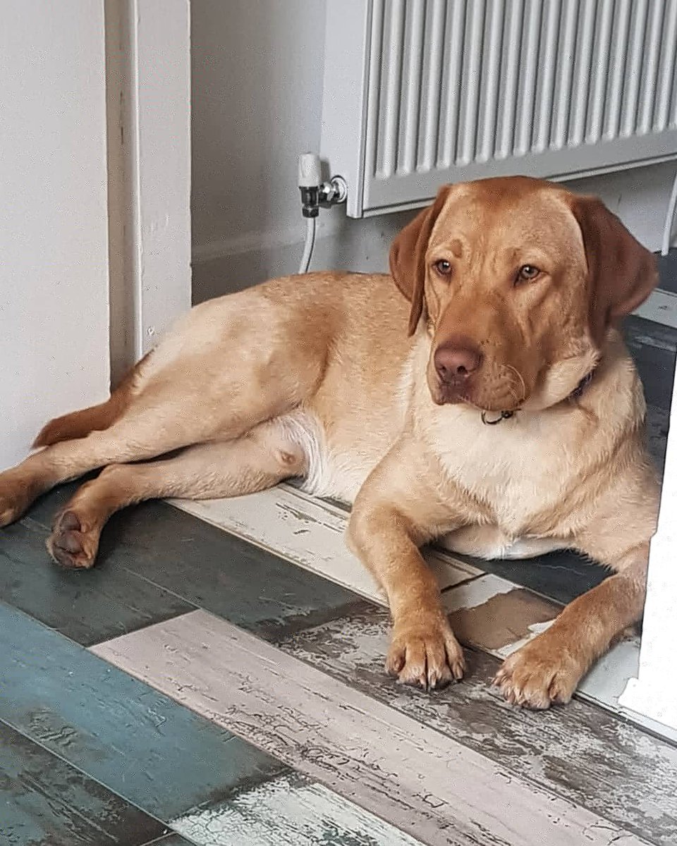 Overtonebrewing's tweet image. Say hello to the newest member of the Overtone team.  Alfie, a 11 month old Lab.
*
#brewerydog #teamdog #overtonebrewing #doggydayout #craftbeer #craftbeerbrewery