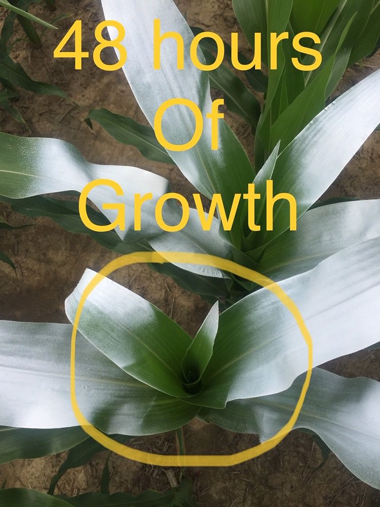 A unique perspective. Our #KYPFR team spray painted some of their corn plants to track new growth. 🌽 #BecksPFR #grow19