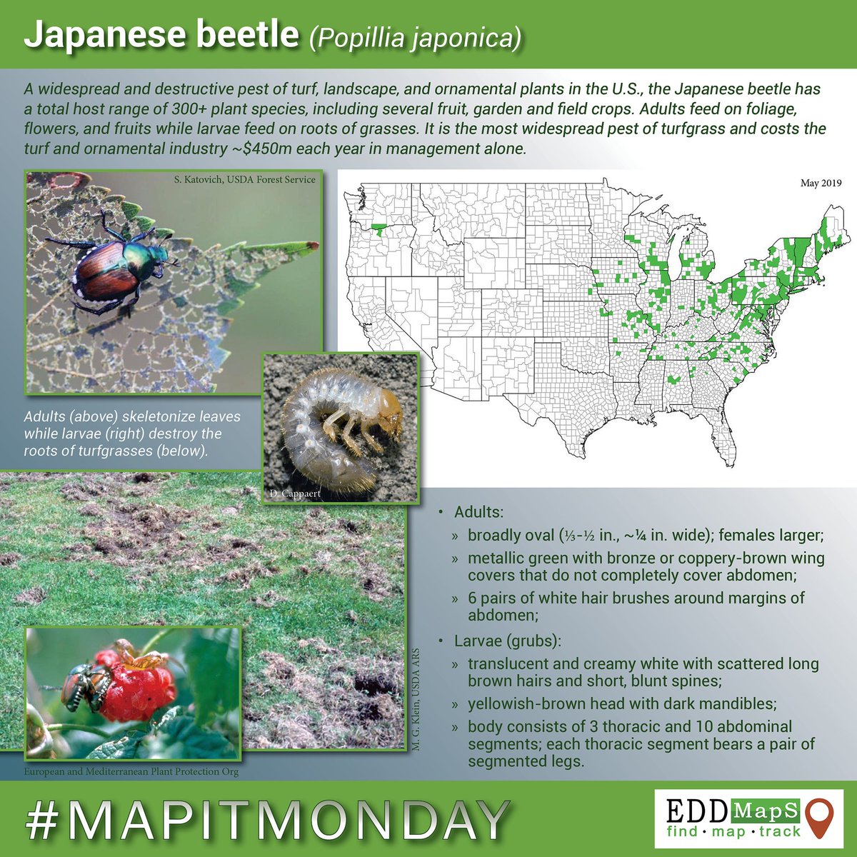 Bugwood's tweet photo. #Japanesebeetle adults should be starting to munch on your ornamentals this time of year, preferring those in full sun. If you see any, please report their occurrence using one of our EDDMapS smartphone apps. https://t.co/ogY14wZgd1 #MapItMonday https://t.co/fiUPUYiROl