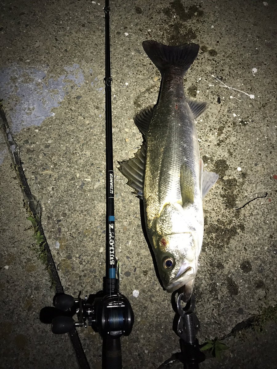 namatamanama's tweet photo. 未だトップでミスバイト&バラし継続中。 🙏( ˘ω˘ )
#鱸通信 #seabass #シーバス
#suilowz #quadfishingtools #GCdominator #gc57m
#abugarcia #decider7
#トップランガンしてキャッチできずに帰って来たら水門開いてた
#ペンシル流されて使えないから
#沈むルアー入れたら釣れるのは知ってた https://t.co/8eCzrGPVbo