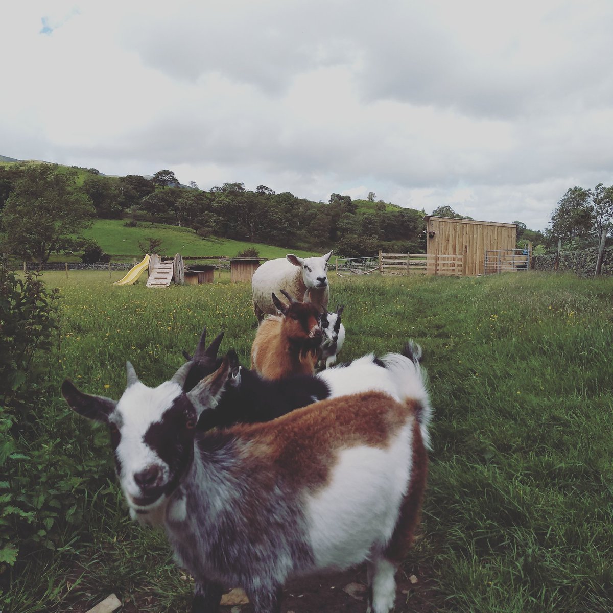 cpyattpetcare's tweet photo. We have some funny looking dogs to look after now! 
#goats
#sheep
#lakedistrict https://t.co/UvgylbyPzH