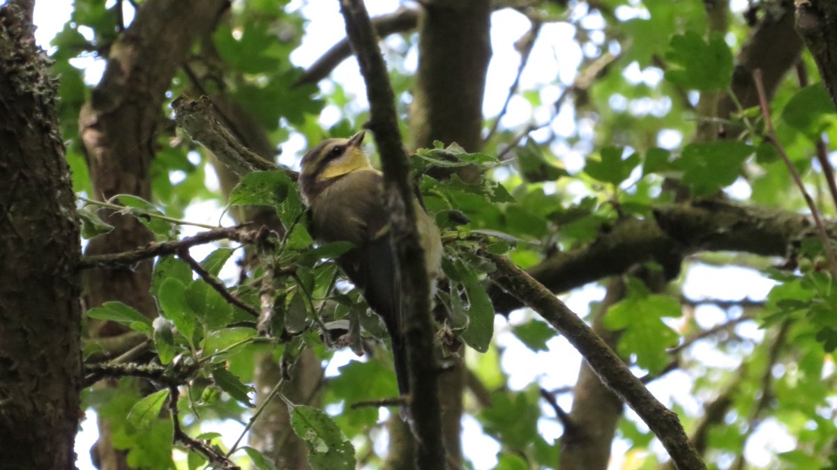 Maybe a juvenile blue tit (not yet showing blue), has yellow on face and a dark line across eye and a browny top of head and wings