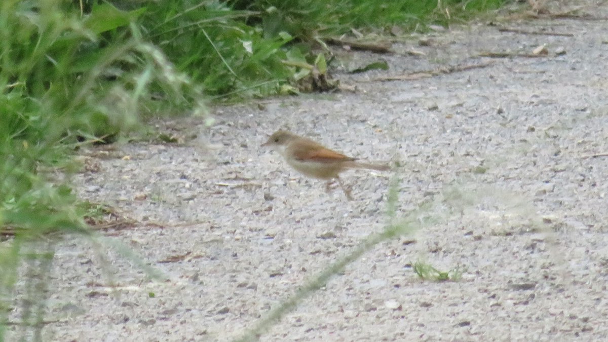 Unknown if it's a Lesser Whitethroat or a Willow Warbler - pale brown bird with seemingly white throat but mostly pale brown