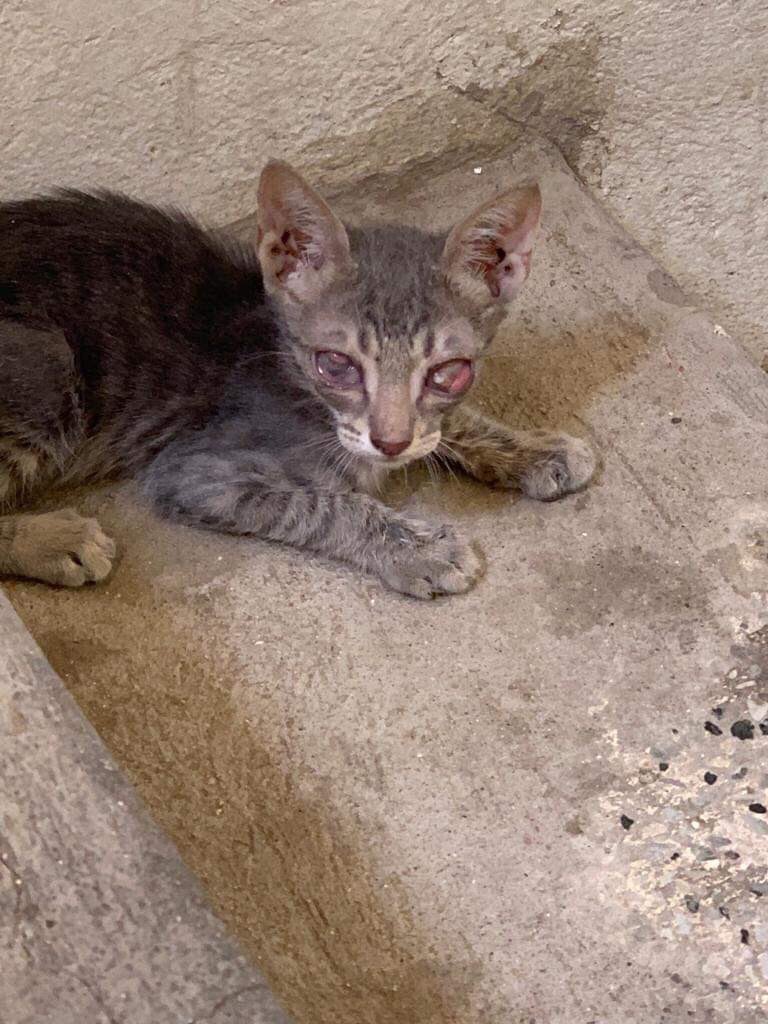 Pets In Need tweet media