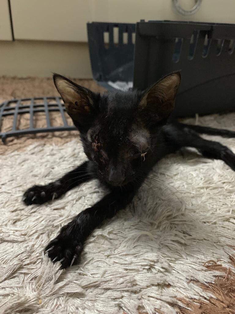 Pets In Need tweet media