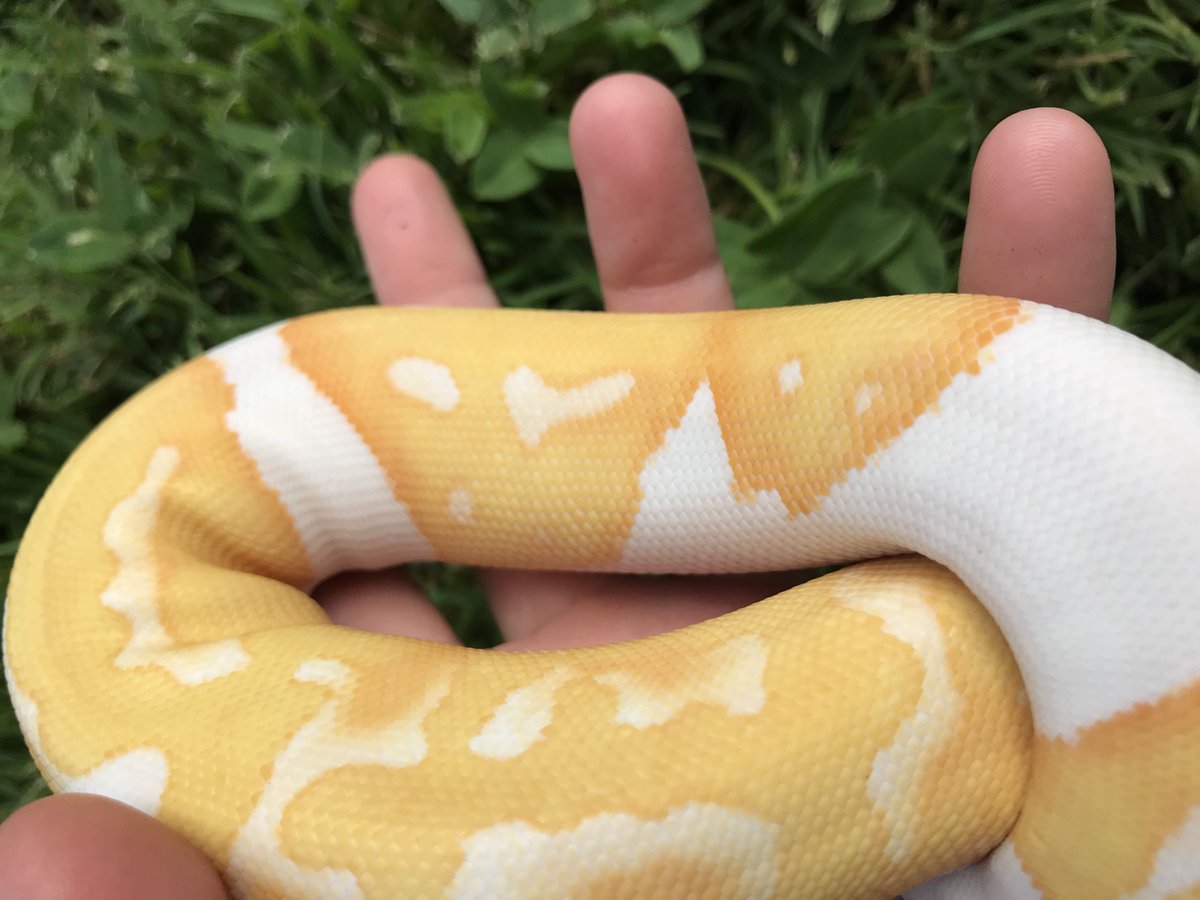 PapayaPythons's tweet photo. Here's a #video about our little albino pied, "Albi": https://t.co/c2FQNBl5wG She has gorgeous colors & a great appetite! She & her mom are also available https://t.co/0tUKJlkpxz b/c we have soo many #DoubleRecessive projects! #BallPythonBreeding #Snakes #Pets #AlbinoPiebald https://t.co/cKJD7FeX49