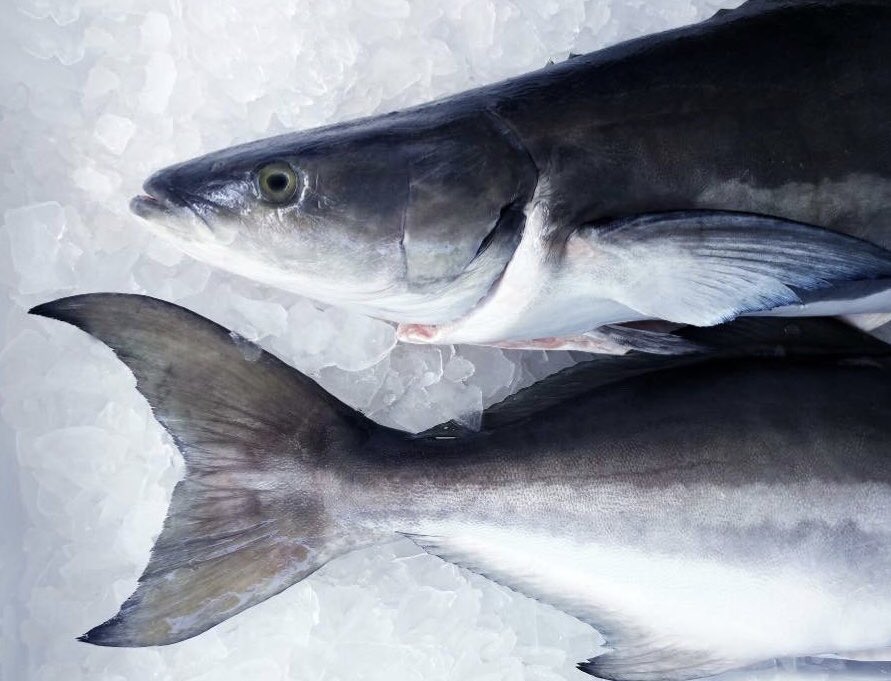 OpenBlueCobia's tweet photo. #EatMoreFish &amp; follow the #MediterraneanDiet for healthy heart, body &amp; mind.
Research even suggests it helps people recover from cardiac events! 
Via
@umichmedicine 
⬇️
https://t.co/D3UjS0oeMs
...
#seafood2xweek #HeartHealth #omega3 #openblue #cobia #pacificsnapper #sustainable https://t.co/aQdF9DmsUT