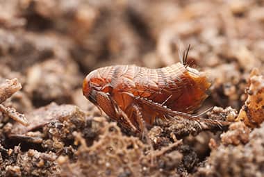 arrownj's tweet photo. Do you know that fleas don't hop into your yard? So, how do they get there? And how can you keep them out? #fleacontrol #fleas

https://t.co/wCrHSlEhCx https://t.co/8I0ecnEKS2