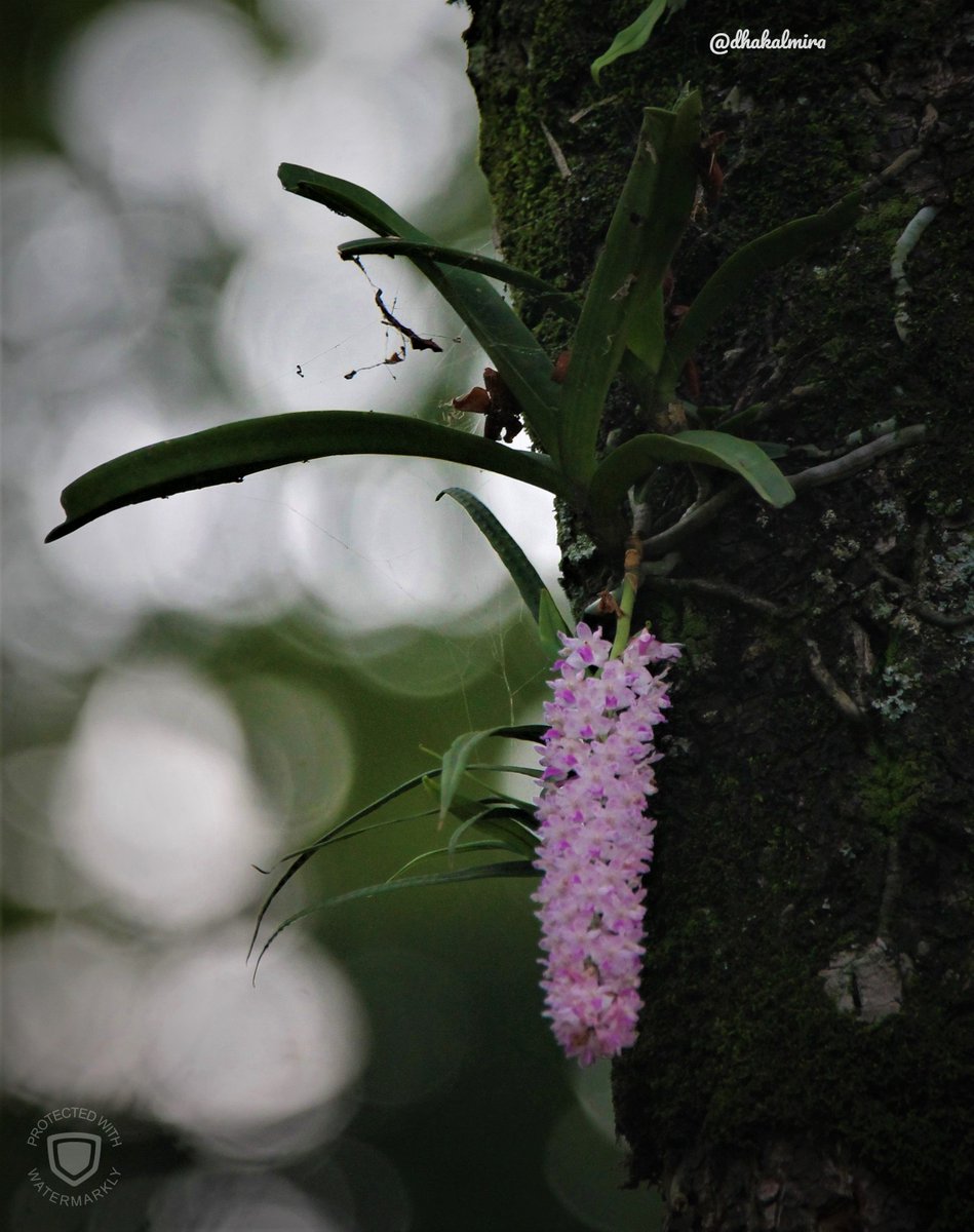 dhakalmira's tweet photo. ~Where flowers bloom so does hope.~#Orchid #TravellersTale #NatureWalk #BackToNature #MacroPhotography https://t.co/fMchs5kYQE