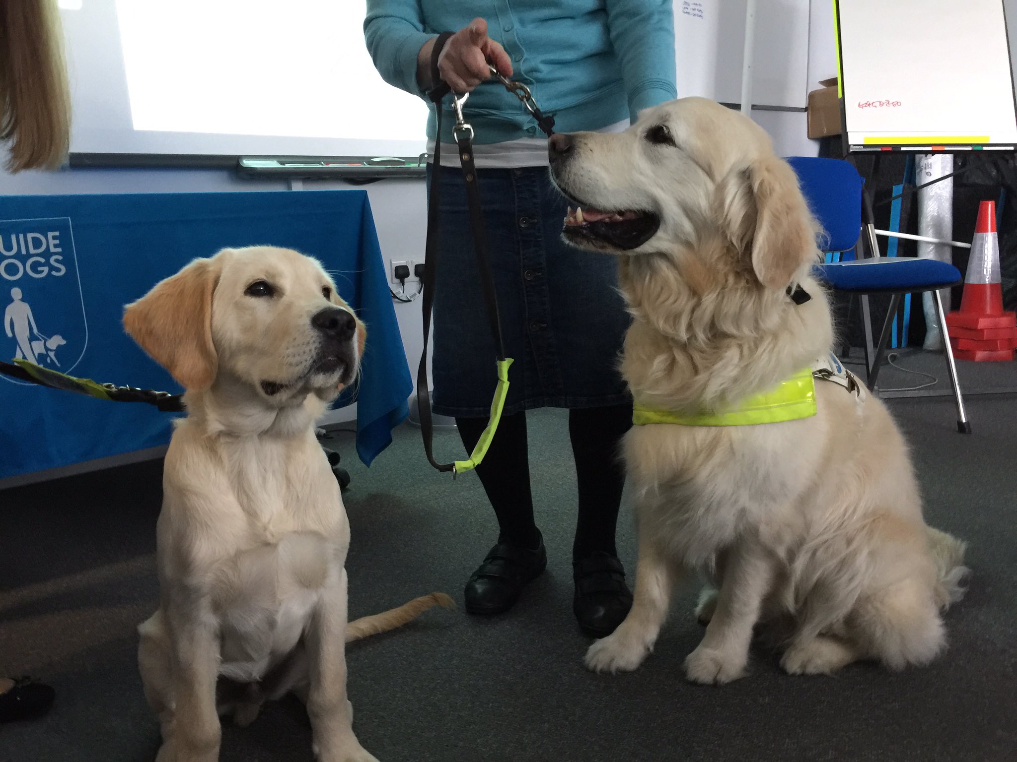 tom wright guide dogs