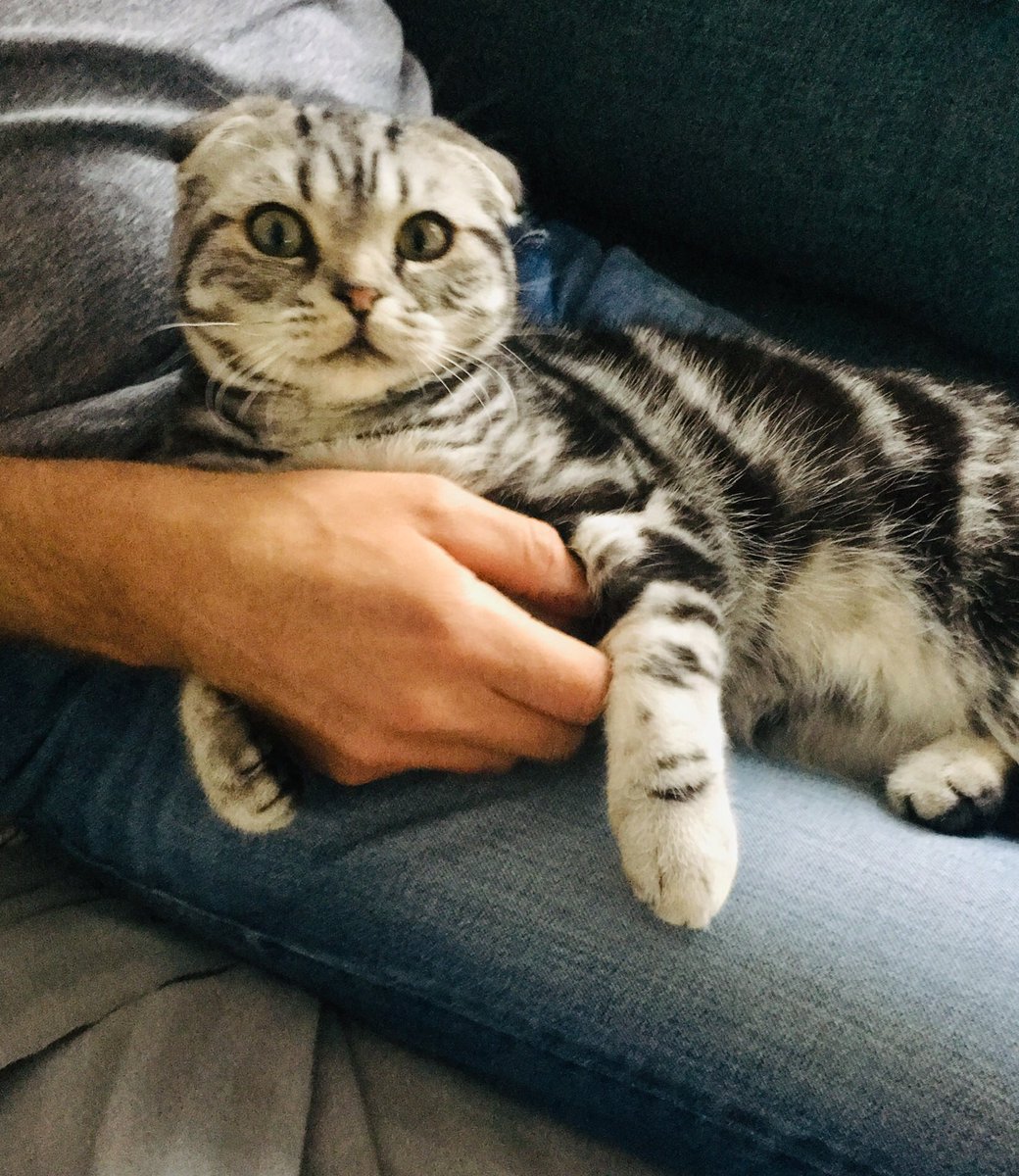 bao_bao_bun's tweet image. Daddy calls me Fatty. I wonder whether it’s because my markings make me look like I have a double chin? #catsoftheday #roundface 

I’m not called #bao for nothing ☺️ #CatsofTwitter