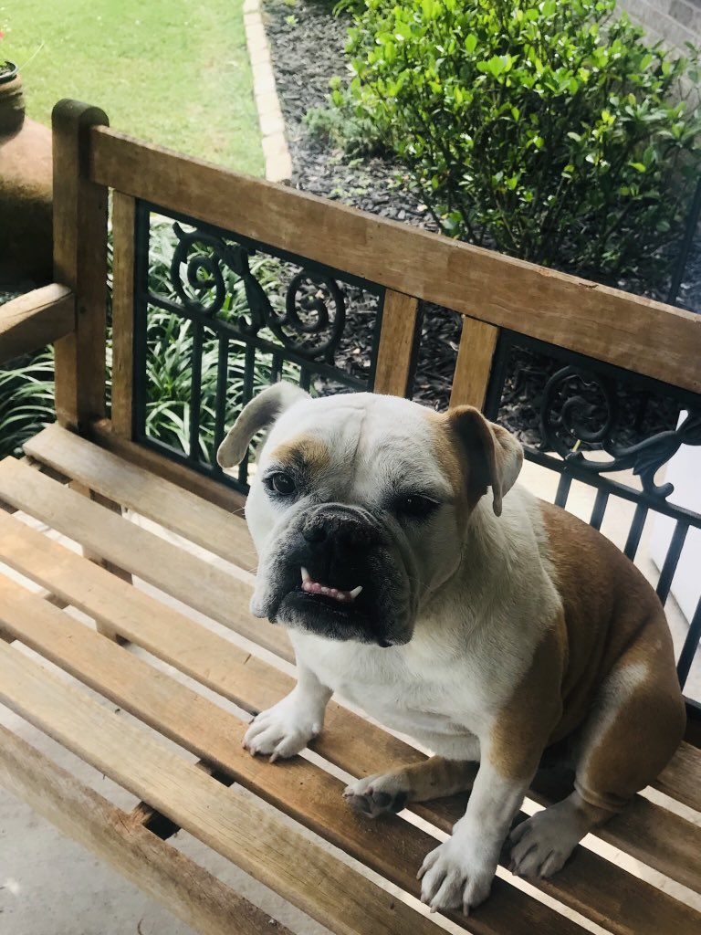 OzarksHunter's tweet photo. Vote for Sugar in the 2019 Soirée Cutest Dog Contest | Little Rock Soiree Magazine https://t.co/UhKByoPDo1 https://t.co/8ETGIo7CGO