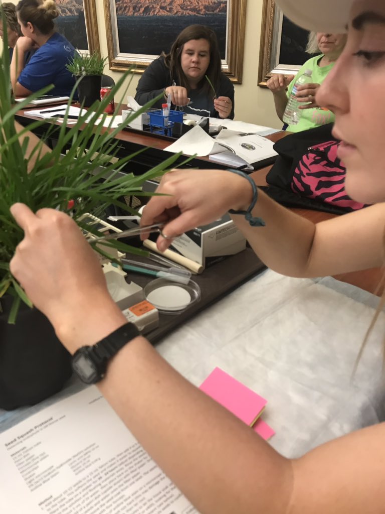 ironsclassrules's tweet photo. @Marek_STEAM setting up and looking for the endophyte in our Kentucky 31 grass. #noblelearning #STEAMlearns @FridayTracy https://t.co/Oy0Cj66GO5
