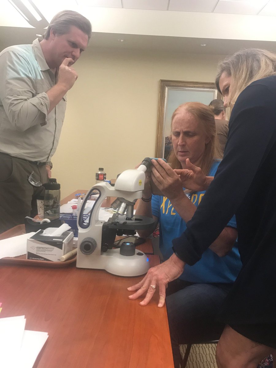 LizBingham_313's tweet photo. Looking for endophyte in tall fescue with #noblelearning. Shout out to multidisciplinary research enhancing agriculture! @NISDOLC @FridayTracy https://t.co/eBrOlnbpQf