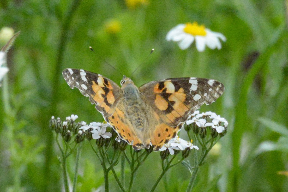 A rainfree  sunny day in my garden (thanks to @Butterfly_bros) Large Skipper and Painted Lady were 1st timers + 2 Small Tortoiseshell.  @BCWarwickshire @Buzz_dont_tweet