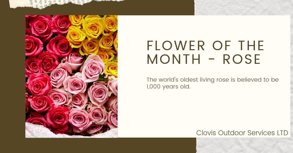 Did you know that the oldest rose grows on the wall of the Cathedral of Hildesheim in Germany? 

#FlowerFacts