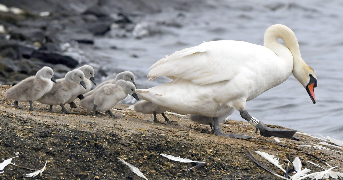 Too much Mute Swan violence today, so here's a sweet photo from <a href="/DorsetSwannery/">Abbotsbury Swannery</a> ....leading her Cygnets down to the water. 😍
#TwitterNatureCommunity #EarthCapture <a href="/BBCEarth/">BBC Earth</a> 🦢