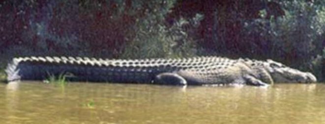 現在ギネスに認定されている世界最大のワニは、インドの国立公園で発見