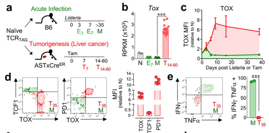 mmw_lmw's tweet photo. #TOX is a critical regulator of #TumourSpecific T cell Differentiation | Andrea Schietinger @sloan_kettering @nature https://t.co/E4vQWYXZpf https://t.co/MZ5sRAX43O