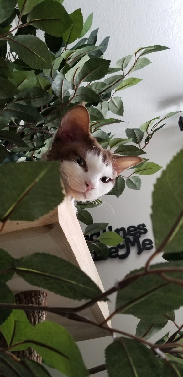 TheWritingDiva's tweet photo. @PetTreeHouse Ickis loves his tree house! @CatWriters #devonrexloveshistreehouse https://t.co/gPOHuFb5wL