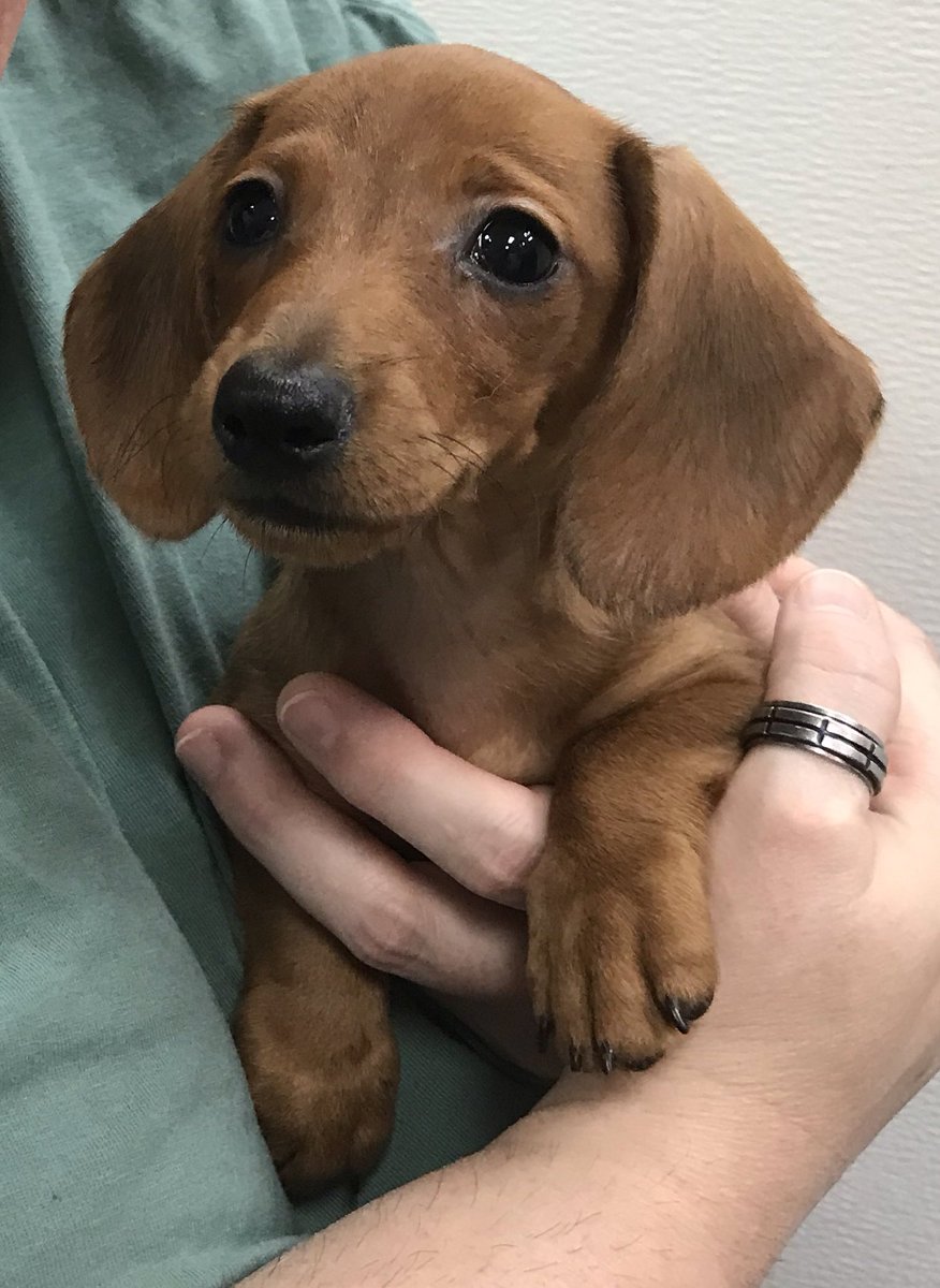 BizzarBox's tweet photo. Pretty much โOut of the Officeโ for a month. Taking the time to house train our newest edition to our Family! Still no name yet. #family #pets #love #dog #puppy #puppies #home #weenier #dachshund #training #train https://t.co/NCMP5y30Vt