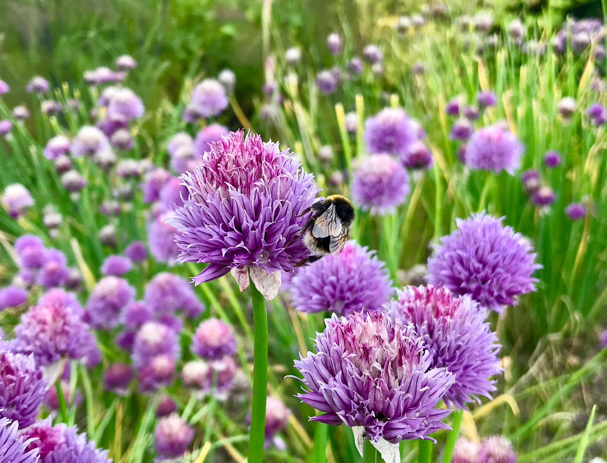TheMackWalks's tweet photo. Yesterday, Gordon Castle Walled Garden, Fochabers💙 #GordonCastle #Fochabers #Moray @GCWalledGarden https://t.co/LYyEAC0nZ6