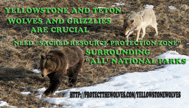protectthewolve's tweet image. USFWS Telephone Conference June 18th 2019 regarding our FOIA - #EndangeredSpeciesList #OpposeWelfareRanchingNotWolves #SacredResourceProtectionZone - 

Good Morning to All.

My apologies for the slow posting, but we have been very ... - protectthewolves.com/usfws-telephon… -