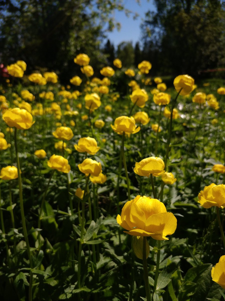 UnelmaaLand's tweet photo. Provincial flower of Lapland, Kullero. https://t.co/YuKAV0OrY6