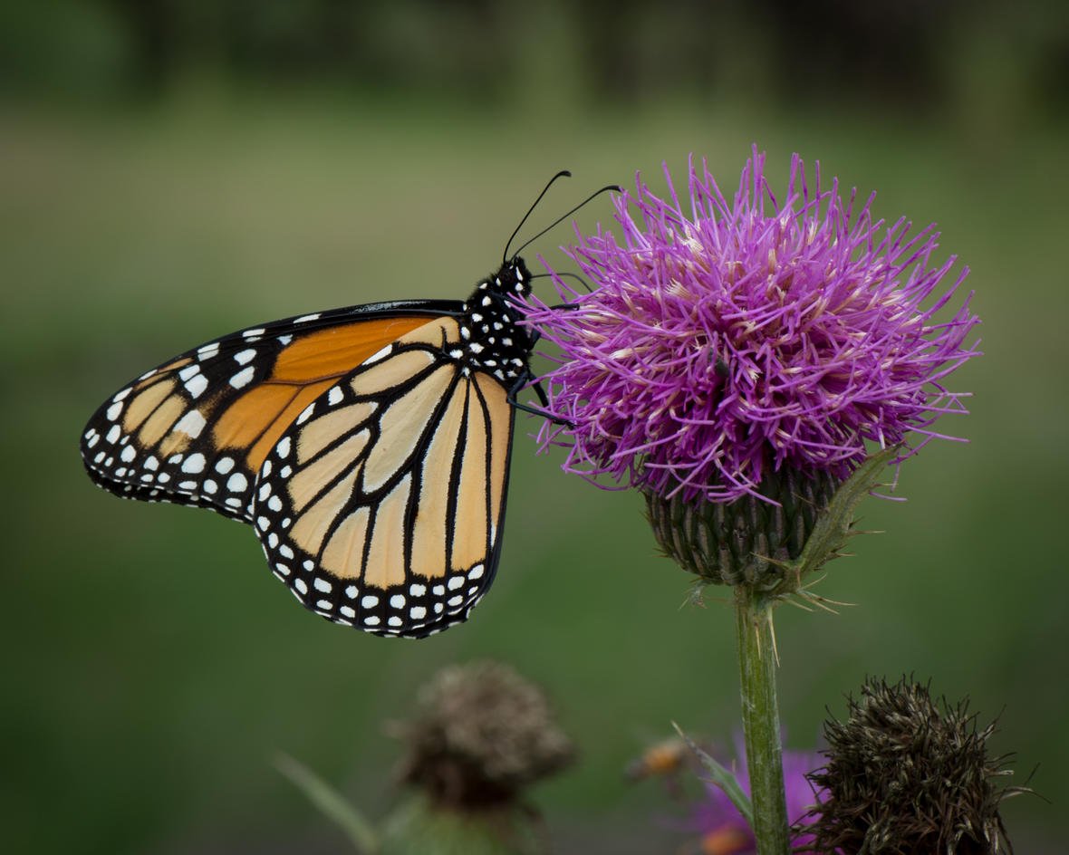 USGS's tweet photo. Did you know it's #PollinatorWeek?!?!
Test your #bee and other #pollinator knowledge and take our quiz! Let us know how you did 🌻🐝🦋
Image credits: Bee with pollen - Sam Droege (Public domain.)
Monarch butterfly on flower - Brian F. Powell 
https://t.co/Ughvz2vGkG https://t.co/zEosUnjqY1