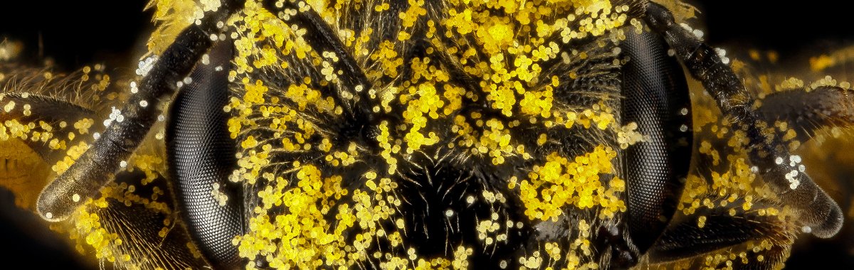 USGS's tweet photo. Did you know it's #PollinatorWeek?!?!
Test your #bee and other #pollinator knowledge and take our quiz! Let us know how you did 🌻🐝🦋
Image credits: Bee with pollen - Sam Droege (Public domain.)
Monarch butterfly on flower - Brian F. Powell 
https://t.co/Ughvz2vGkG https://t.co/zEosUnjqY1
