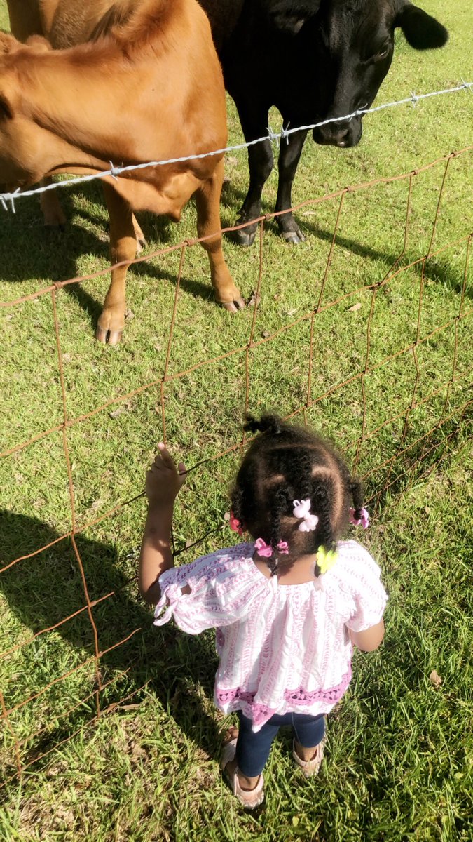the1_cam's tweet image. Took #babyk #kamiyah to see the cows den I saw her hair and had to fix it #Expeditiously #dadysgril #realfather
