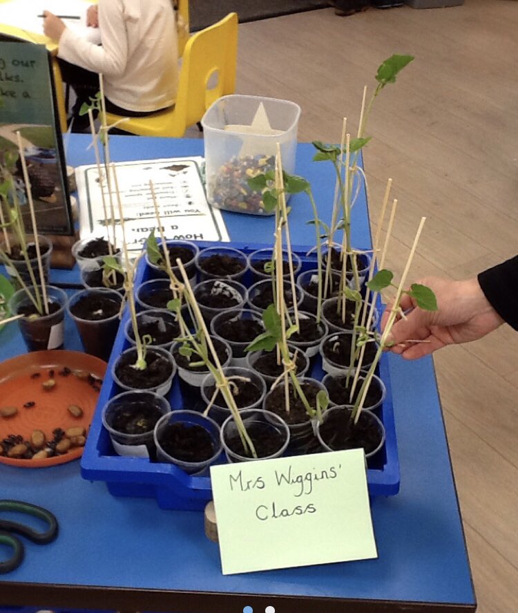 StAidansRecpt's tweet photo. We cannot believe how quickly our beanstalks are growing. We will be sending them home soon to be looked after at home! https://t.co/bSVkaPqGZ5