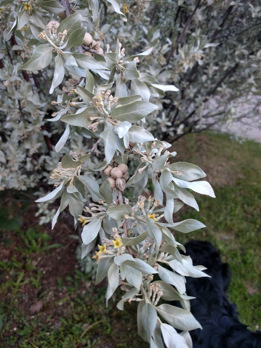 CMooreRange's tweet photo. #rangeplantbingo alert! I've been late to start my #plantnerding escapades this season, but I found this wolf willow the other day at a school ground! So nice when #nativeplants are used in our cities. 😊 https://t.co/TVx9VUQv7M