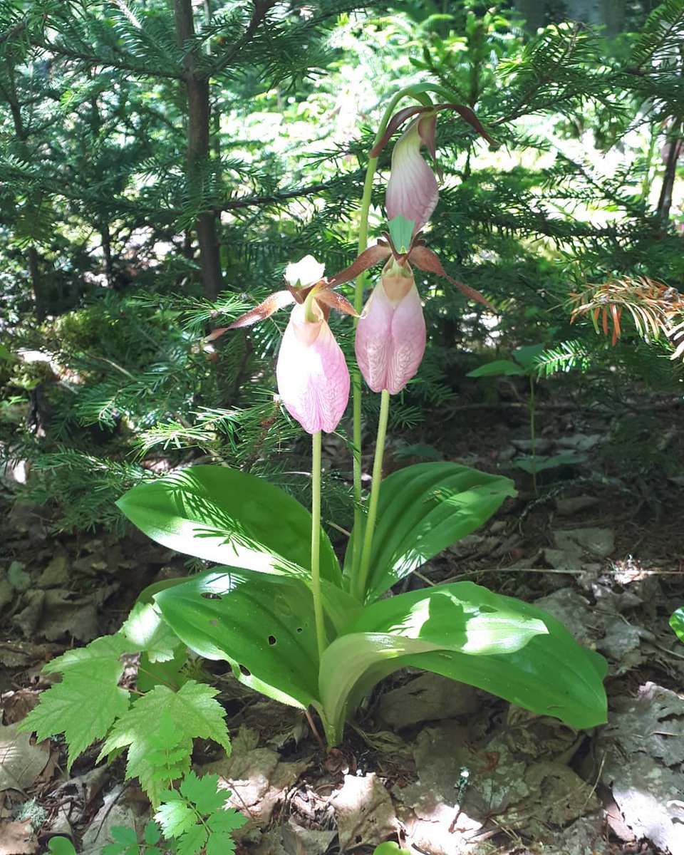 Spring has sprung at Roma! We open for season June 29th!