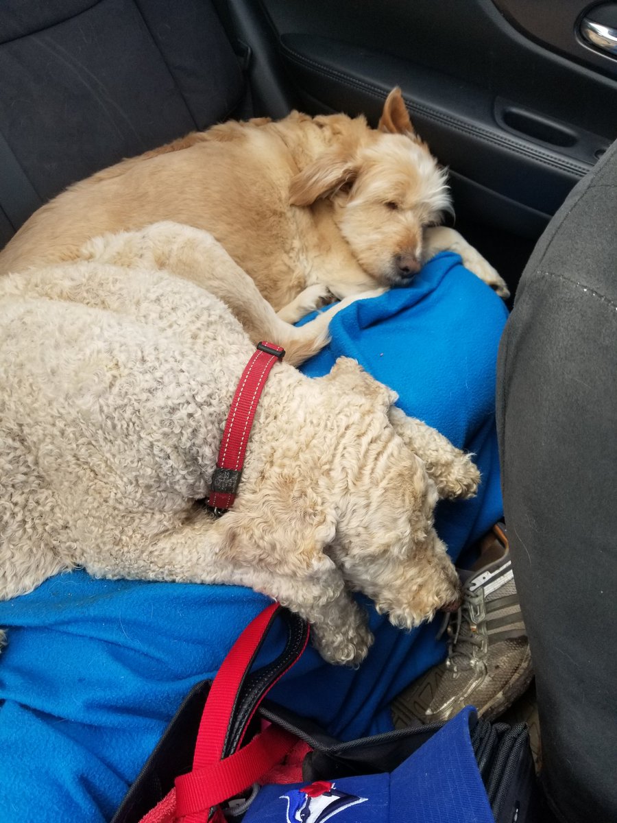 BDogface's tweet image. Sometimes brothers make the best napping buddies. Sometimes it is just nice when they shut up.