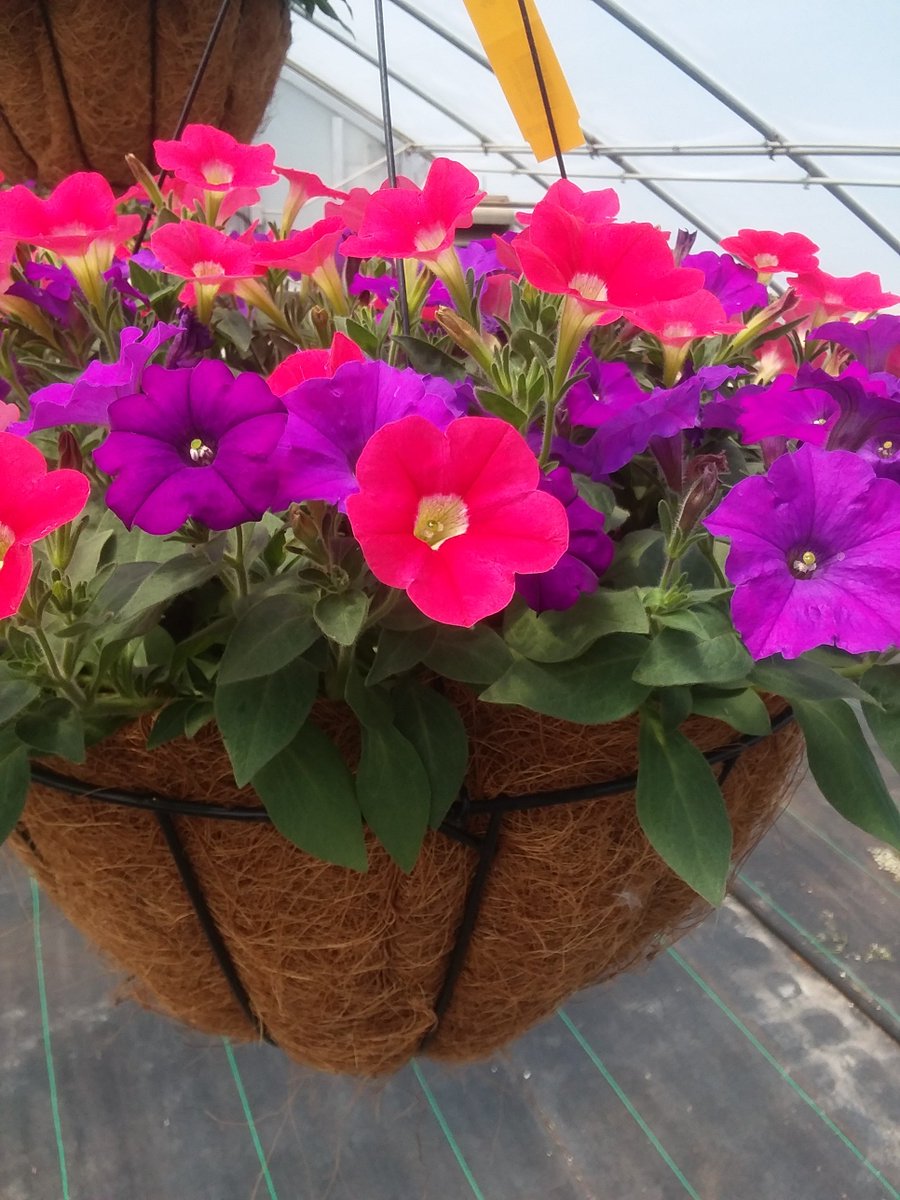 Buy 1 Get 1 FREE Hanging Baskets at Bremec through June 26th!  bremec.com/special-offers/