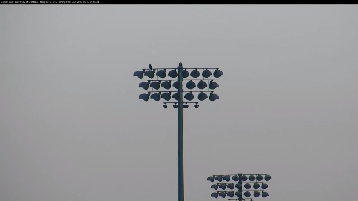 HellgateOsprey's tweet photo. 6:04, 6/17 Cam Op found two O's up on a Stadium light. At 6:05 one of the O's flew toward town. #HellgateOsprey #letsdobreakfast https://t.co/OFgZYc8X6J