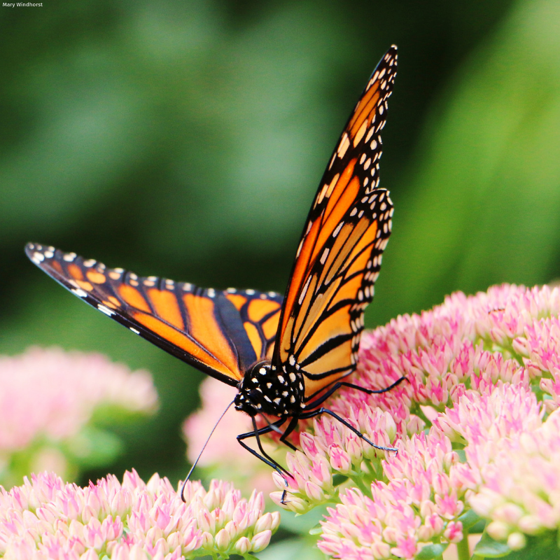 NWF's tweet image. Pledge to be a Butterfly Hero™ through #NickHelps and receive a free seed packet to start your butterfly garden! #Garden4Wildlife
🦋Supplies are limited: natwild.life/NickHelps🦋