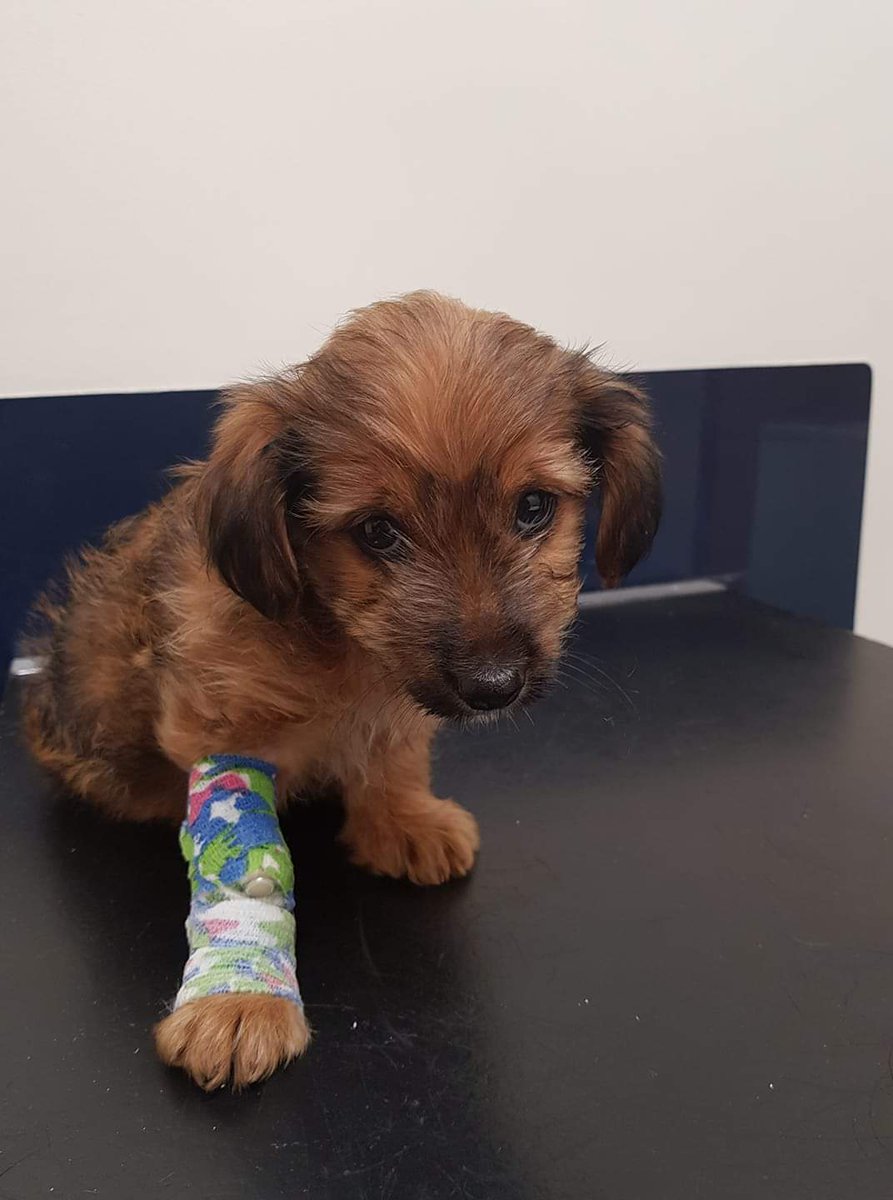 rainbow bridge pet cremations ltd