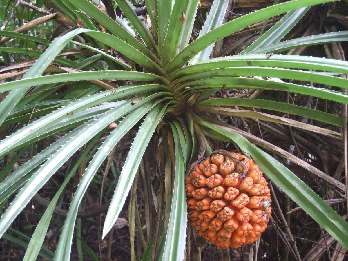 HIPacParks's tweet image. Nope, it's not a pineapple!
The sight of this plant growing at our partner national parks in Hawaiʻi confuses people sometimes. This is hala, or #pandanus, &amp;amp; the leaves of this plant were used to make nearly all the "cloth" of pre-conact Hawaiʻi. #Lauhala means to #weave #hala.