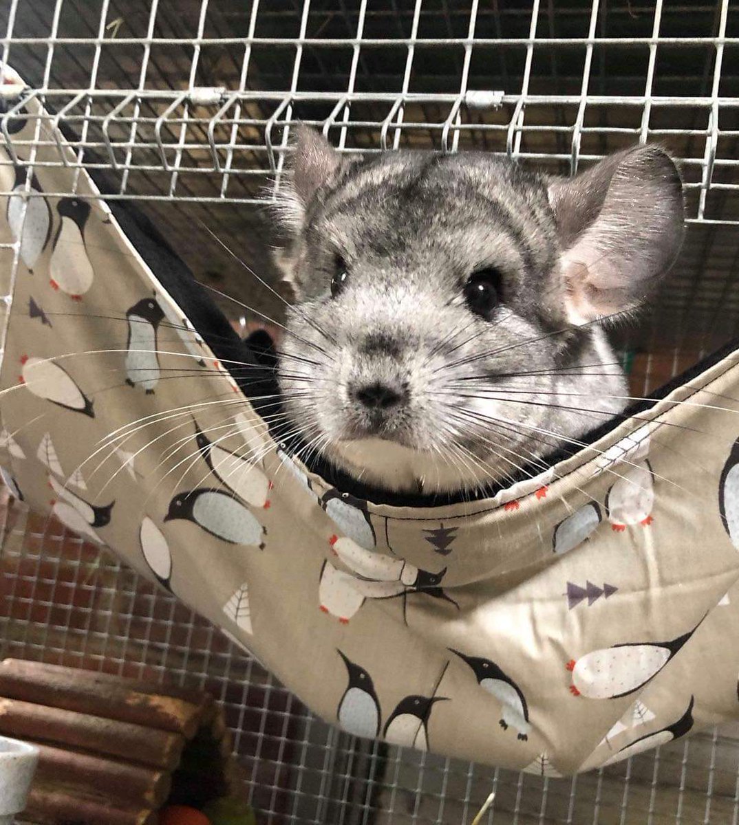 bristolrabbitre's tweet photo. A massive thank you to Amy Kellaway for making&amp; donating us lovely hammocks for our trio of chinchillas!They are still waiting for their furever home, if u are interested in adopting please apply here:https://t.co/flLnC6e7gy #chinchillas #bristol #brraf #adoptdontshop #furbabies https://t.co/2tRUuuQdWM