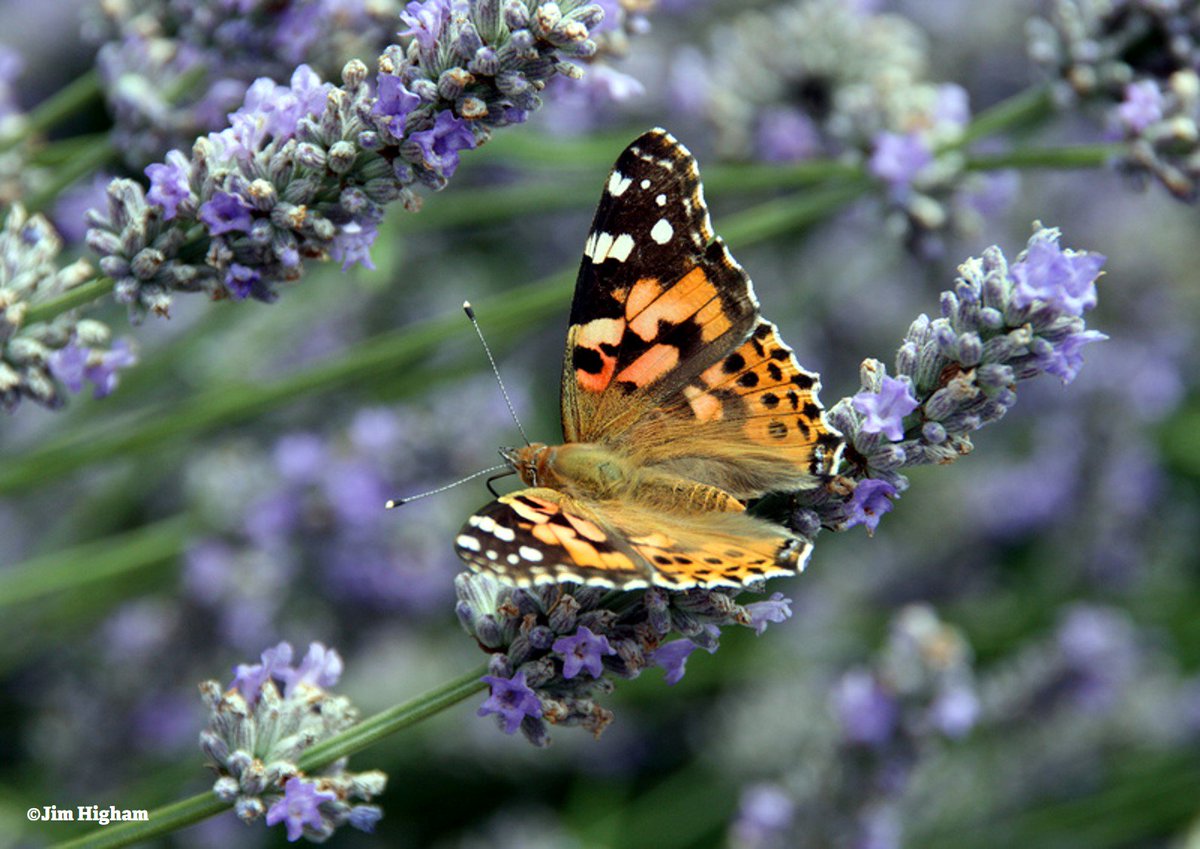 WildlifeTrusts tweet picture